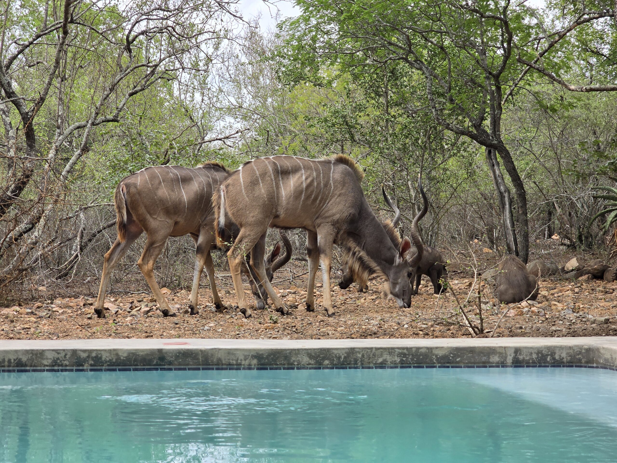 Amara - the wild comming to life Luxury South African safari experience in Kruger National Park with My African Hunting – wildlife, nature, and adventure tours